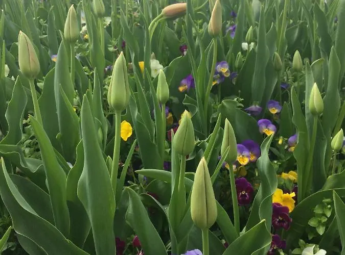 Stella Angela バルドリーノ