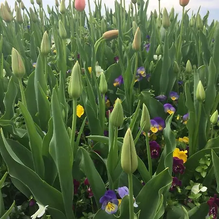 Stella Angela Bardolino